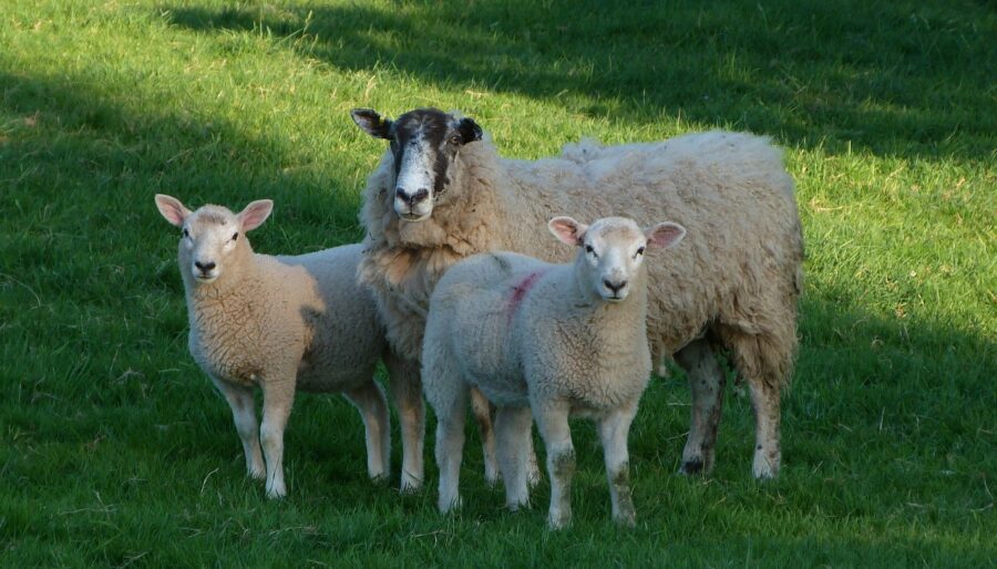 Picture of a sheep & lambs